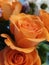 Orange roses flower romance nature