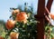 orange roses in garden in the afternoon