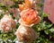 orange roses in the garden in afternoon