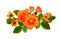 Orange roses and ornithogalum flowers in a floral waved arrangement