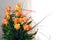 Orange Roses in Vase