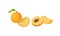 Orange Round Apricot Drupe Fruit Showing Firm Flesh and Kernel Vector Set