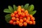 Orange rowan berry