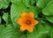 Orange royal lily among lush green leaves