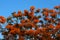 Orange Royal Poinciana in blue sky background