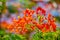 Orange Royal Poinciana flower