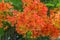 Orange Royal Poinciana flower, The Flame Tree