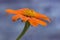 Orange rudbeckia beautiful bud