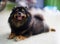 Orange Sable Pomeranian Puppy sitting on the marble floor background