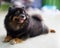 Orange Sable Pomeranian Puppy sitting on the marble floor background