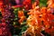 Orange salvia flower in botanical garden.