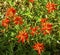 Orange Scarlet Indian Paintbrush Wildflower Mount Rainier Paradise