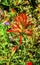 Orange Scarlet Indian Paintbrush Wildflower Mount Rainier Paradise