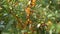 Orange Sea-Buckthorn Berries on Bush. Autumn Organic Farm Harvest. 4K Slow motion.
