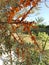 Orange sea buckthorn branches at sunny day