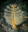 Orange Sea Pen Ptilosarcus gurneyi