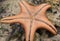 Orange sea star turned upside down bottom details