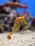 Orange Seahorse