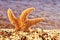 Orange seastar in the seashore