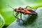 An orange seed bug