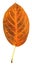 Orange Serviceberry Leaf