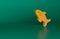 Orange Shark icon isolated on green background. Minimalism concept. 3D render illustration