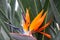 Orange sharp flower strelitzia