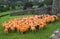 Orange Sheep