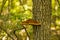 Orange Shelf or Bracket Fungus on Tree