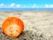 Orange shell in the sand