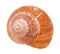 orange shell of snail isolated on white