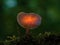 Orange shining mushroom in the dark forest
