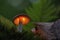 Orange shining mushroom with leafs in the early evening forest