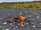Orange Ship Wreck at Djupalonssandur and Dritvik