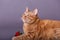 Orange short hair house cat looking up in studio