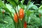 Orange siam tulip flower