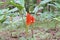 Orange siam tulip flower