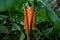 Orange Siam tulips blooming in Tak province, Thailand.