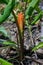 Orange Siam tulips blooming in Tak province, Thailand.