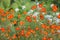 Orange signet marigold flowers on flowerbed