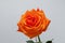 Orange single rose