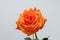 Orange single rose