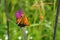 Orange Skipper on the meadow