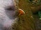 Orange skunk clownfish 02