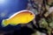 Orange Skunk Clownfish - Amphiprion sandaracinos