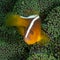 Orange skunk clownfish, Amphiprion sandaracinos. Bangka. Scuba diving in North Sulawesi, Indonesia