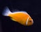Orange skunk clownfish in sea