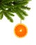 Orange slice on green christmas tree branch as decoration on white background
