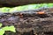 Orange slime mold growing on dead fallen tree