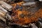 Orange slime mold sporangia
